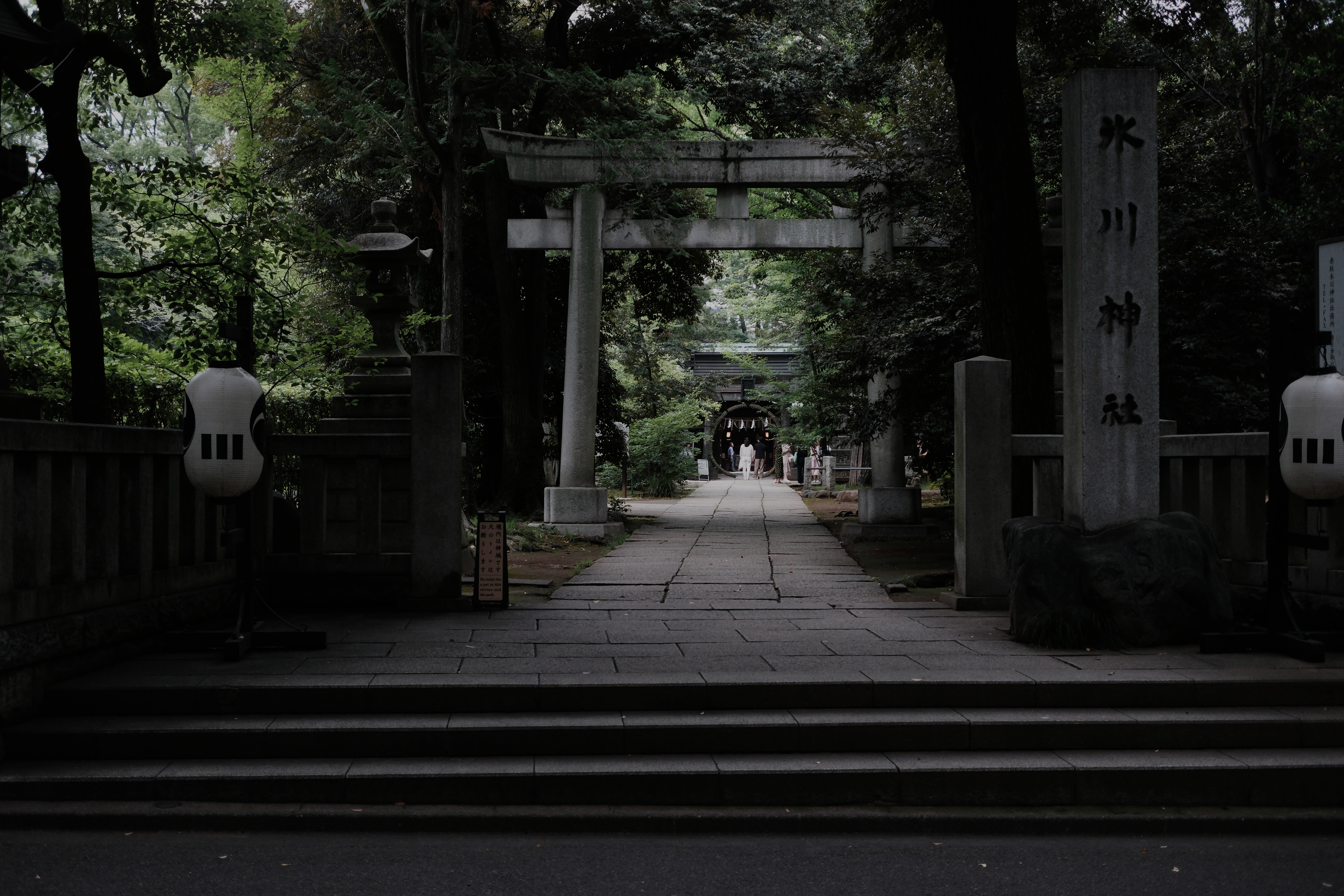 Hikawa Shrine torii and stone approach path through the trees